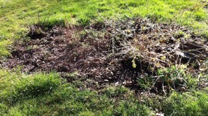 Our beloved front garden.