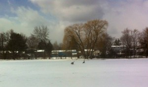 The early April Syracuse snow gave these two geese reason to pause.