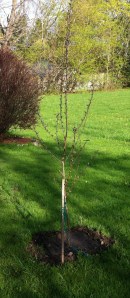 Our new Robinson crabapple.