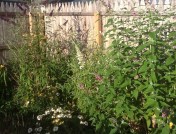 Our butterfly bushes await the next arrival of wings.