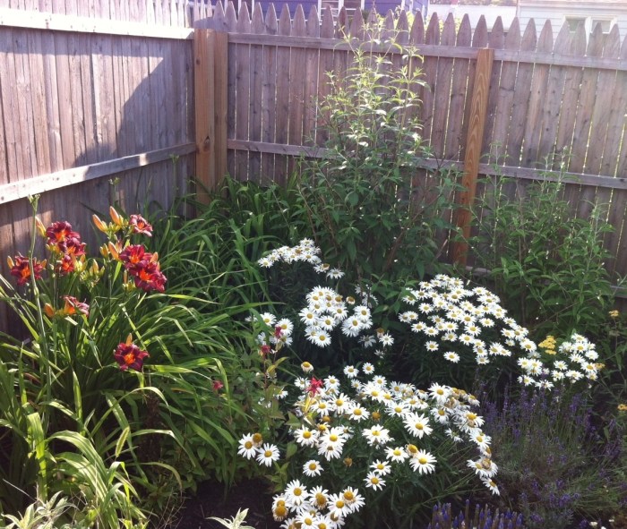 The daylily and bee balm takes over on the left. Daisies hang on in the middle. Butterflies will soon hover over the bushes in the back.