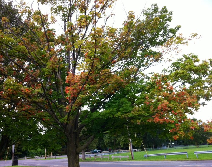 Caught this morning on walk with Ellie B. In Eastwood, some leaves, they are a changin'.