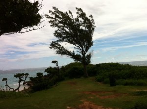 My favorite tree overlooks Elbow Beach.