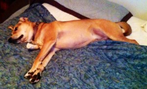 The mixed breed Ellie B captured in a less than pretty picture.