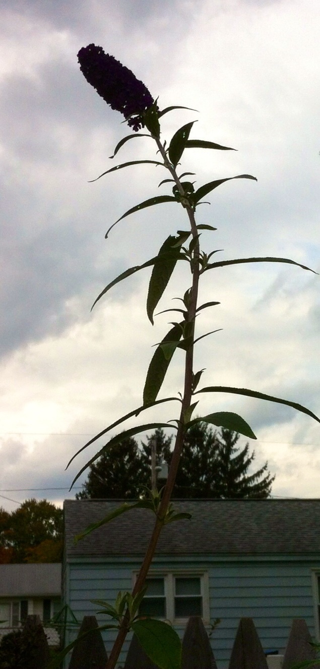 A butterfly bush sends a single sprout more than 7 feet high.