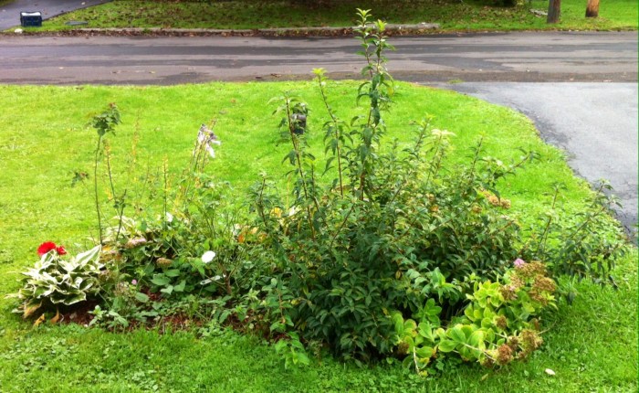 Our front-yard garden in Syracuse, N.Y., contains forsythia, roses, hostas, succulents and gerber daisies.