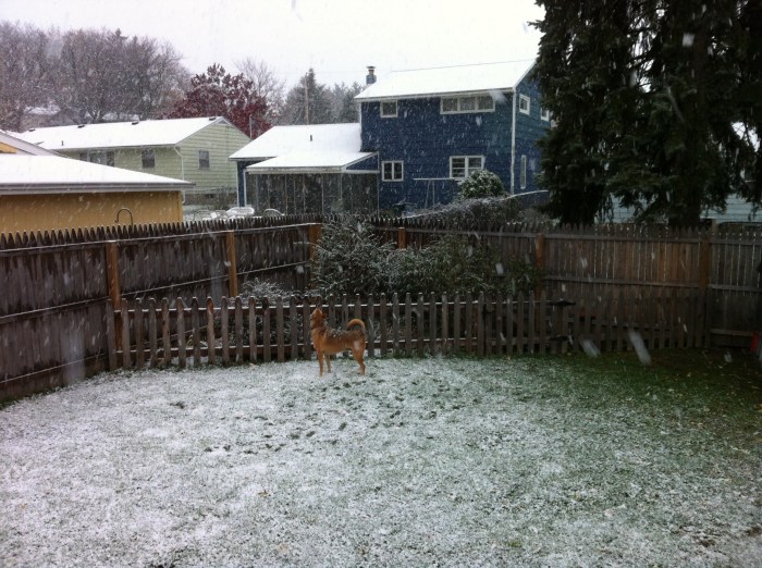 Pet dog Ellie B looks skyward in a backyard in Syracuse, N.Y. as the first snow of the season falls.