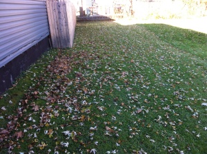 Yard with leaves down in Syracuse, N.Y.