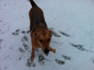 Ellie B, happy dog, in the November snow in Syracuse, N.Y.