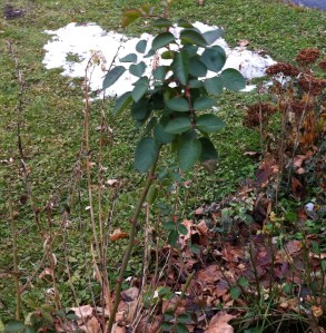 On Dec. 5, 2013, in Syracuse, N.Y., a green rose bush shared front lawn space with a diminishing snow pile.