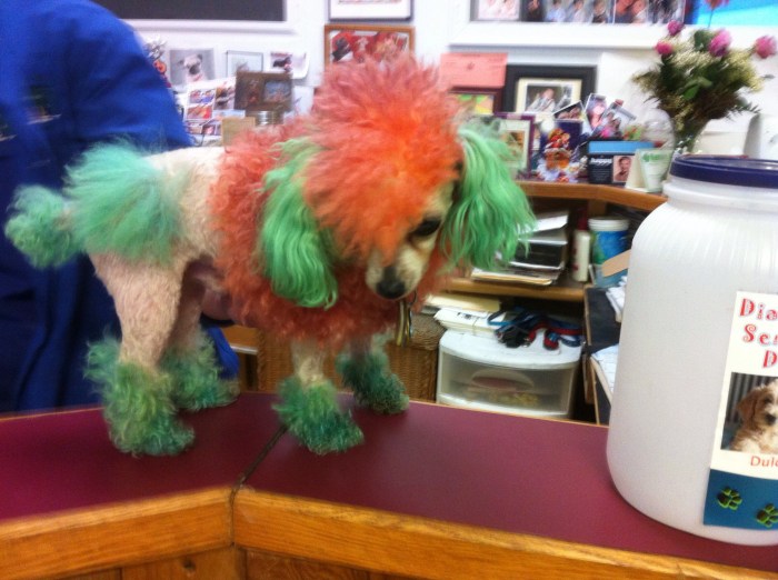 Leah's good guard dog, Yogi.