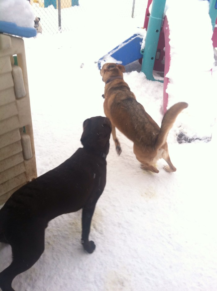 Ellie B is looking out for more adventure in which to lead her puppy friend.