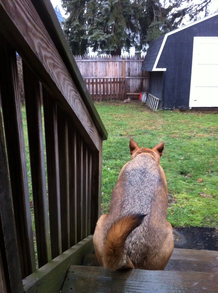 Our rescue mutt, Ellie B, watches a backyard bunny in Syracuse, N.Y.