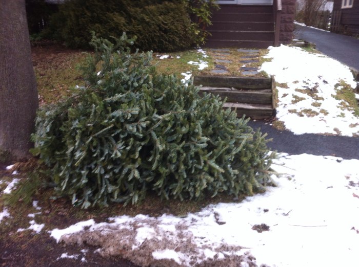 In the Syracuse city neighborhood of Eastwood, this Christmas tree was at the curb on the morning of Dec. 29.