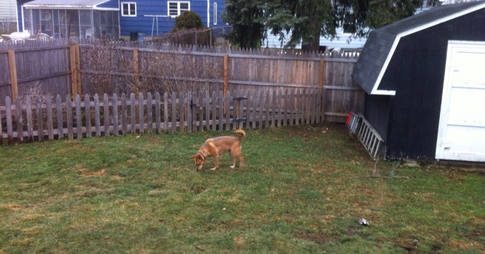 Ellie B gets her grass back.