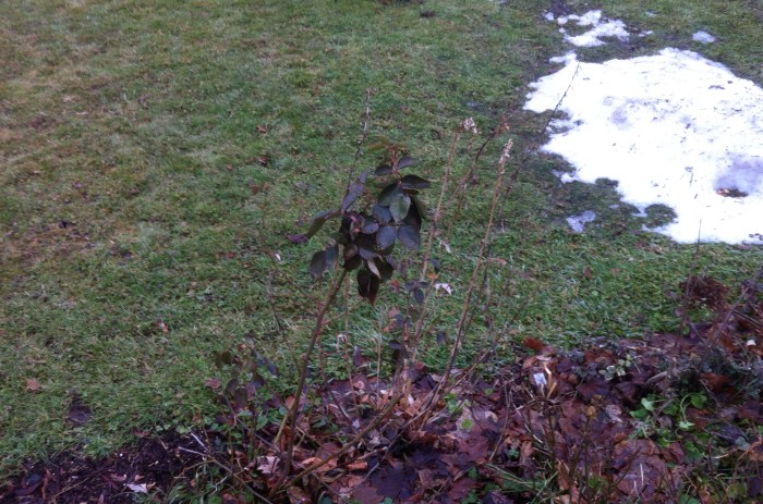 Isn't it still October? So wonders this lone rose in Syracuse.