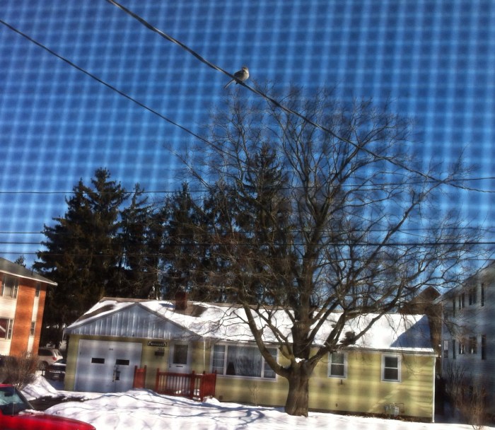 Happy late winter bird, outside our front window.