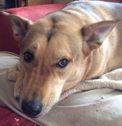 Ellie B, aka Dogamous Pyle, makes herself at home in our living room.