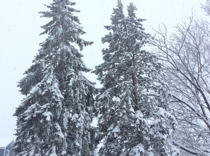 These two snow-laden pines tower over our backyard, on the neighbor's side of the fence.