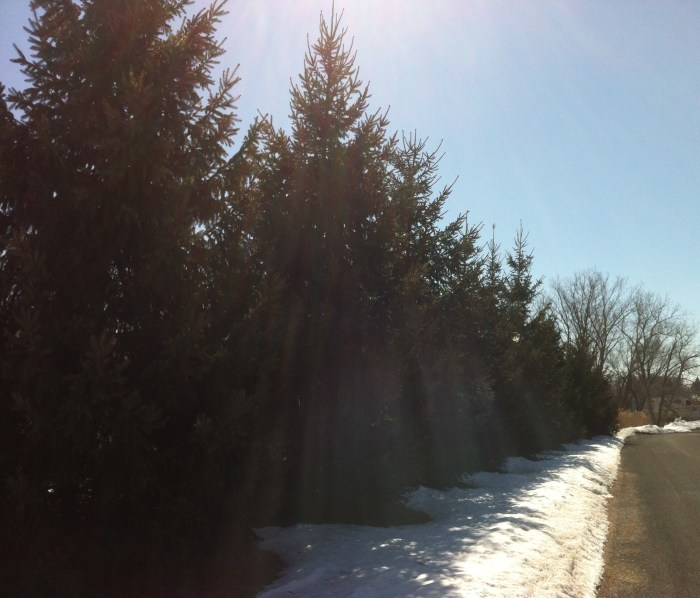 Ellie B and I wound around these Syracuse pines today.