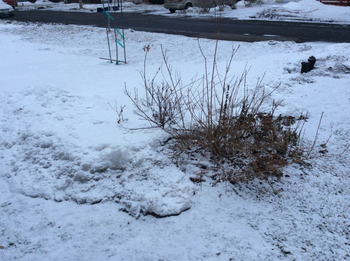 At least this morning's snow did not completely cover the forsythia in our front yard garden.