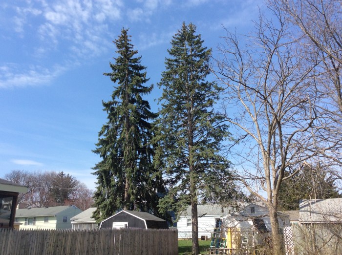 The Syracuse city arborist visited to check out the state of these two pines.
