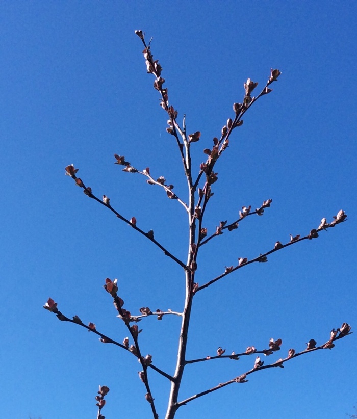The buds reaching into the sky prove that winter was survived.