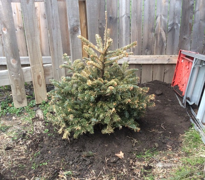 From the porch pot to the backyard in Syracuse, N.Y.