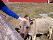 I pet brother Doobie in his yard at Swedish Hill. (Photo by Karen Miller Bialczak)