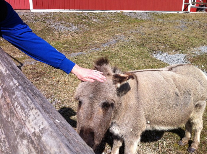 I pet brother Doobie in his yard at Swedish Hill. (Photo by Karen Miller Bialczak)
