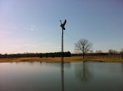 Goose Watch features a goose on guard over a pond.