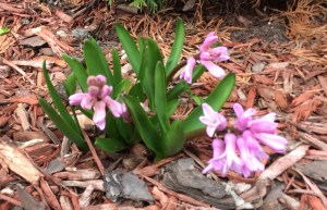 Hello, flowers, welcome to Syracuse
