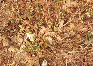 Red eventually from the azalea.