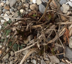 Green trying, from the peony.