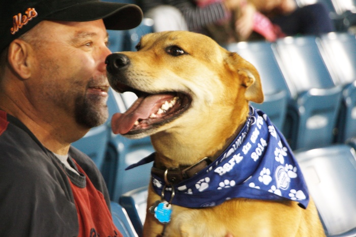 Ellie B, all decked up  in her gratis Syracuse Chiefs Bark in the Park bandana. (Photo courtesy of Syracuse Chiefs)