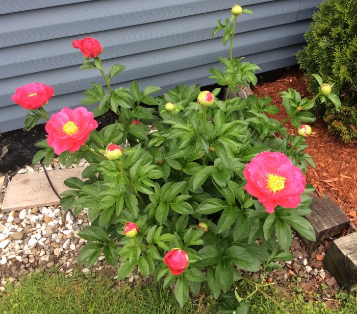 Good morning, peonies. 