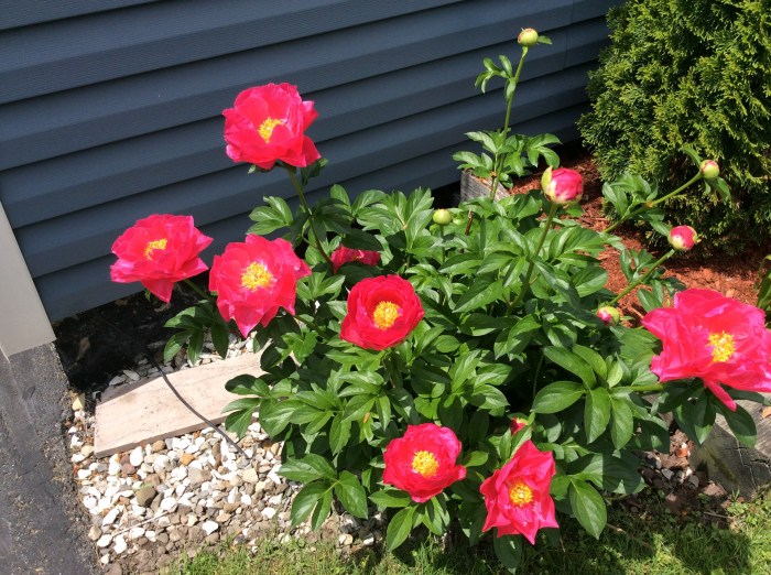 Eight flowers opened now.