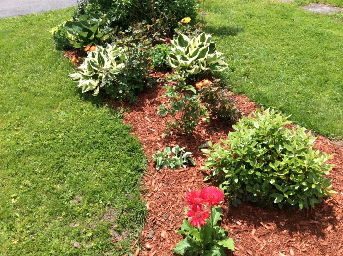 Two new daisies in the ground.