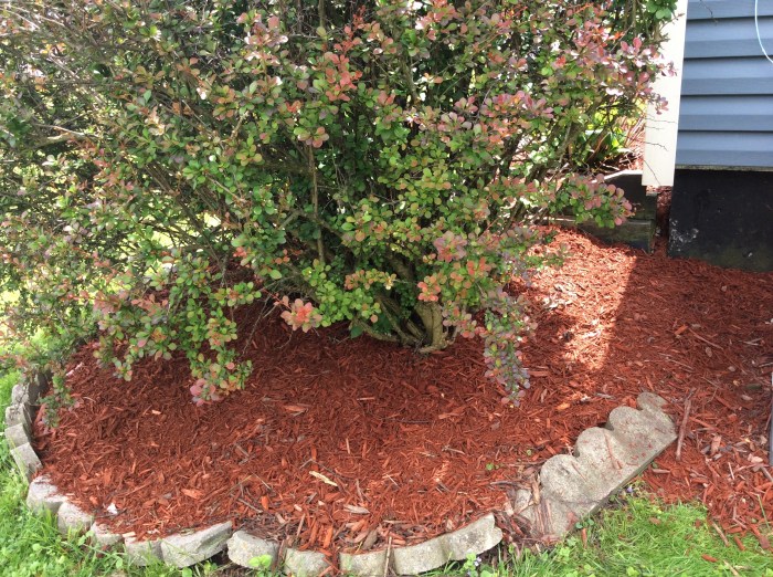 Weeds be gone under this big bush.