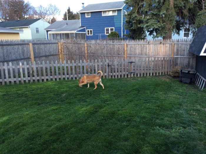 Took you a long time to mow this year, pops.