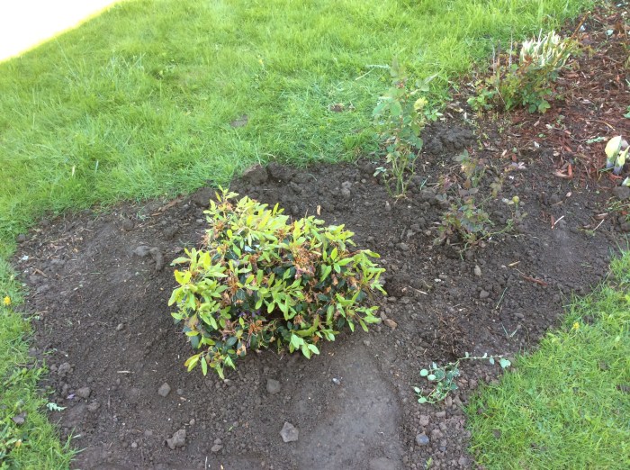 New additions into the front hourglass garden.