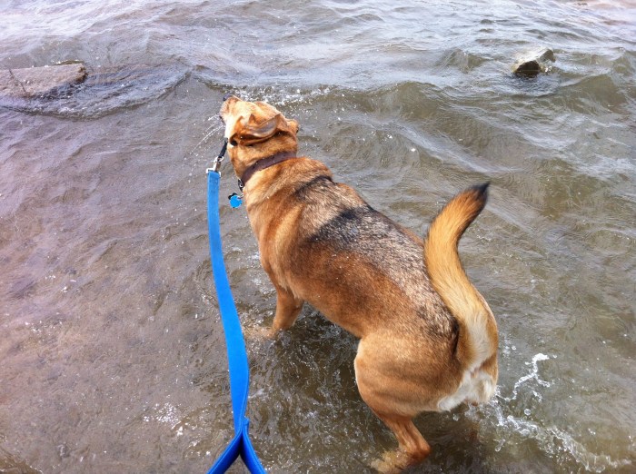 Ellie B, aka Dogamous Pyle, wishes I had brought the longer leash. Or I had longer arms.