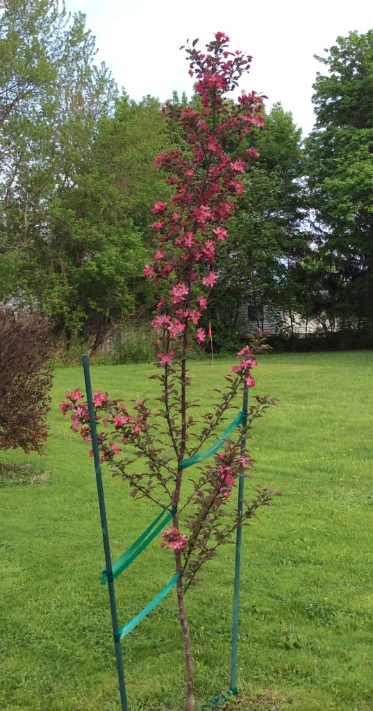 Year two for our Robinson flowering crabapple.
