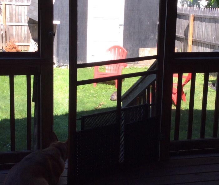 Now Galavanting Gopher goes where he wants.