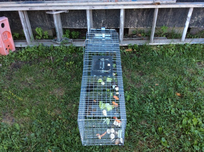 Last-ditch attempt for humane trap.