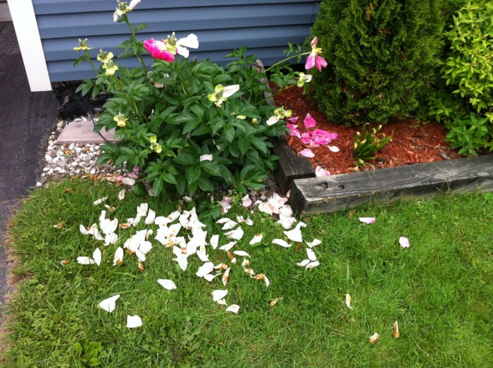 I left the reminder of the beauty where it landed.