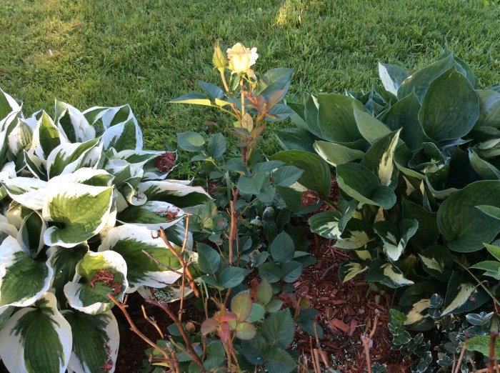 Hello, yellow roses.