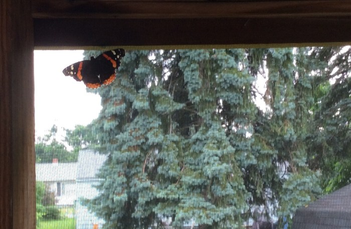 Some beauty refuses to  abide by schedules.