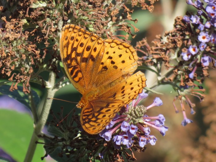 This is immediately on the other side of our fence. (Photo by Tim Garriques)
