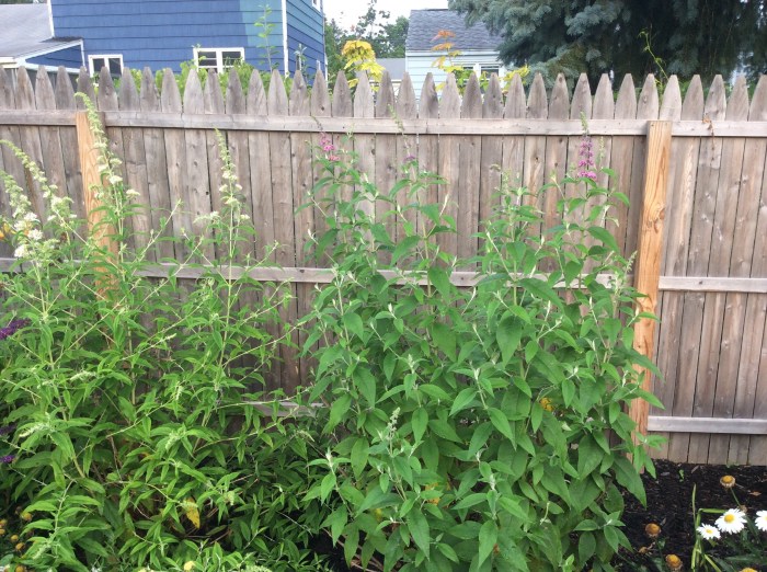 The pearly pink, previously seen as multi-colored.